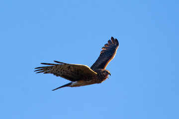 Extremely close view of a female Northern harrier opening his beak and screeching, seen in the wild near the San Francisco Bay