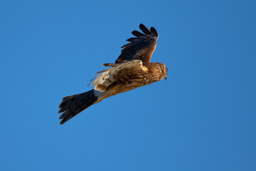 Extremely close view of a female Northern harrier in beautiful light, seen in the wild near the San Francisco Bay
