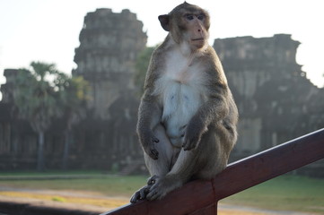 Obraz premium Macaque in Angkor Wat, Siem Reap, Cambodia