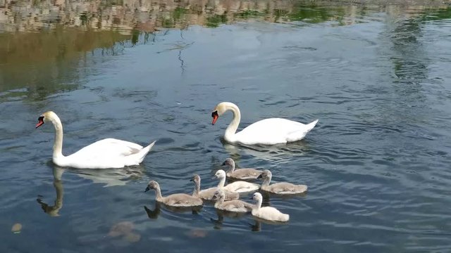Swans and her babies. Ugly ducklings.