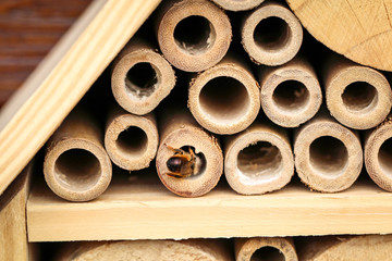 Bienen im Insektenhotel 