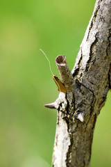 Falter, Schmetterling