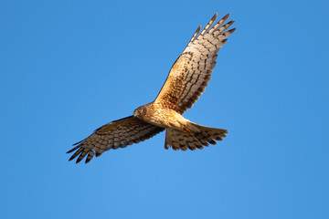 Extremely close view of a female Northern harrier in beautiful light, seen in the wild near the San Francisco Bay