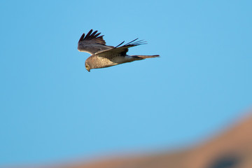 Extremely close view of a male Northern harrier, seen in the wild near the San Francisco Bay