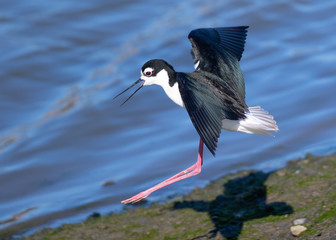 Black-necked stilt landing, seen in a North California marsh