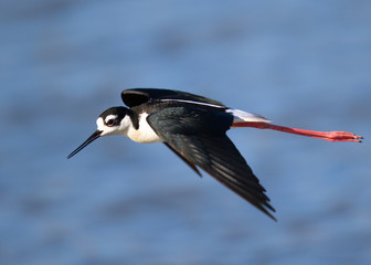 Black-necked stilt flying, seen in a North California marsh