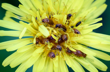 Himbeerkäfer im Löwenzahn
