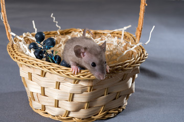 little rat in a wicker basket