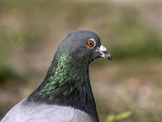 gołąb