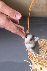 little rat in a wicker basket