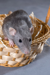Fototapeta na wymiar little rat in a wicker basket