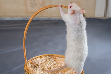 little rat in a wicker basket