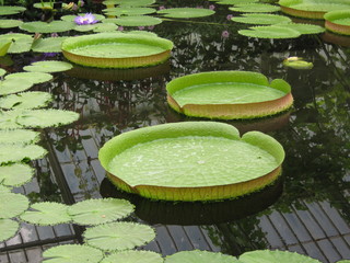 Lily pads