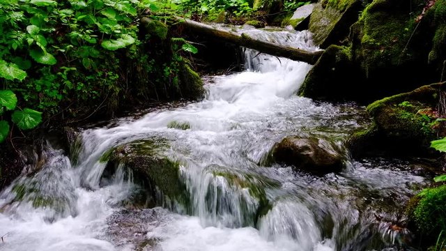 Mountain stream in the green summer forest
