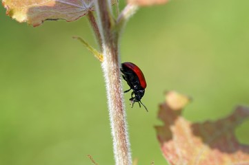 Lilienhähnchen (Lilioceris lilii)sind kleine, rote Käfer, die gerne Zwiebelpflanzen anfressen