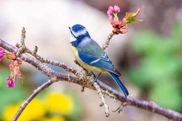 Naklejka premium Blue tit bird in a cherry tree