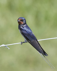 Barn swallow (Hirundo rustica)
