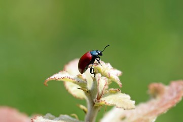 Lilienhähnchen (Lilioceris lilii)sind kleine, rote Käfer, die gerne Zwiebelpflanzen anfressen