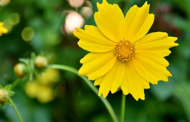 heliopsis