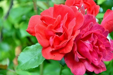 flowering roses
