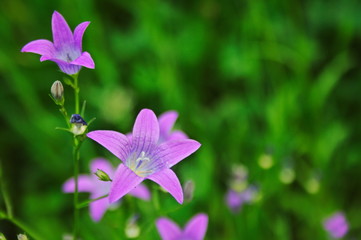 Dzwoniki polne na zielonym tle © Monika