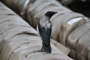 magpie