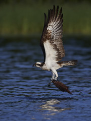 Osprey (Pandion haliaetus)
