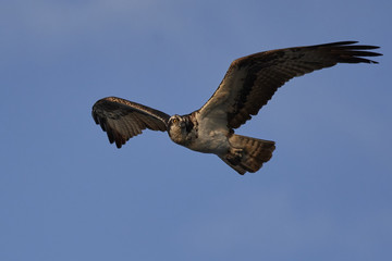 Osprey (Pandion haliaetus)