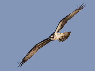 Osprey (Pandion haliaetus)