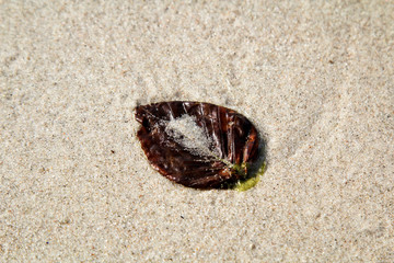 Blatt im Sand, Strand