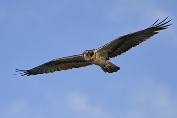 Osprey (Pandion haliaetus)