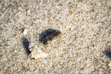 Käfer im Sand 