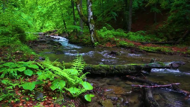 Mountain stream in the green summer forest
