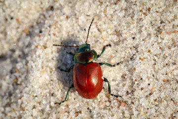 Pappelblattkäfer (Melasoma populi) 