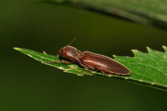 Macro of a brown beetle of the genus Cryptophagidae sitting on a green leaf of the nettle