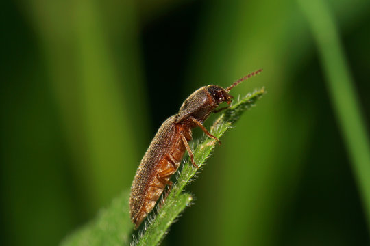 Macro of a brown beetle of the genus Cryptophagidae on a green leaf