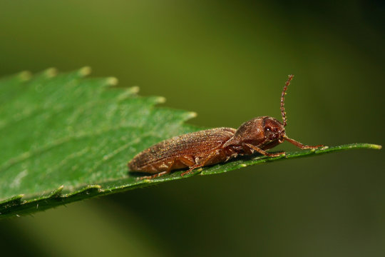 Close-up of Caucasian brown beetle of genus Cryptophagidae sitting on green leaf of nettle