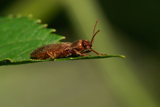 Macro of a brown beetle of the genus Cryptophagidae on a green leaf of the nettle