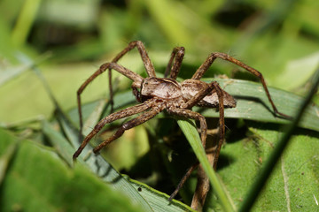 Macro of a Caucasian fluffy spider from the genus Lycosidae of stray hunters in the grass