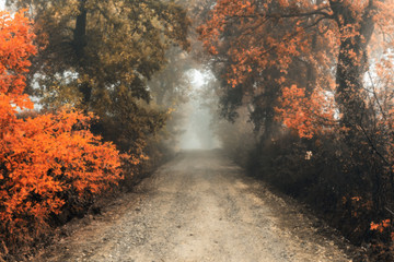 road through a golden forest at autumn