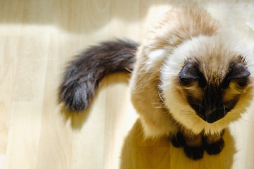 Cute Balinese cat sitting comfortable in the afternoon sunlight that leaks into the living room.