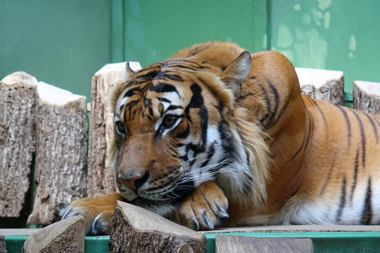 A close up of a tiger resting