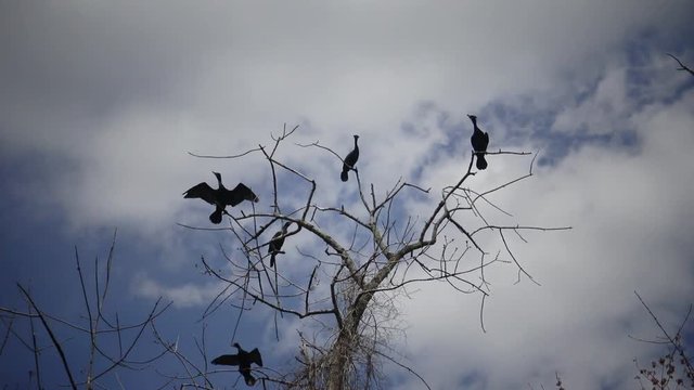 Phalacrocoracidae, Birds sitting on a tree. The double-crested cormorant (Phalacrocorax auritus). Karnegy Like, NJ USA