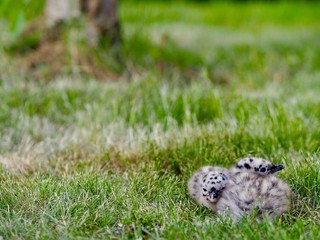 Baby seagull on the ground