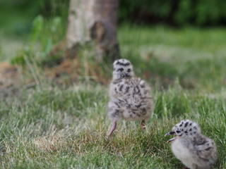 Baby seagull on the ground
