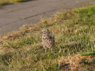 Baby seagull on the ground