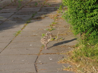 Baby seagull on the ground