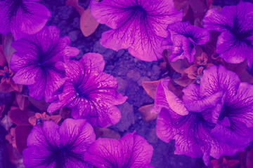 Fototapeta na wymiar Trendy color ultra violet concept. Ultraviolet flower abstract background.