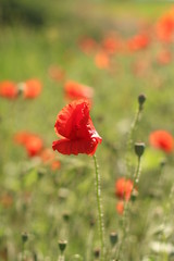 Obraz premium poppies. the blossoming red flowers in the field. Background flora