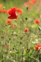 Fototapeta na wymiar poppies. the blossoming red flowers in the field. Background flora